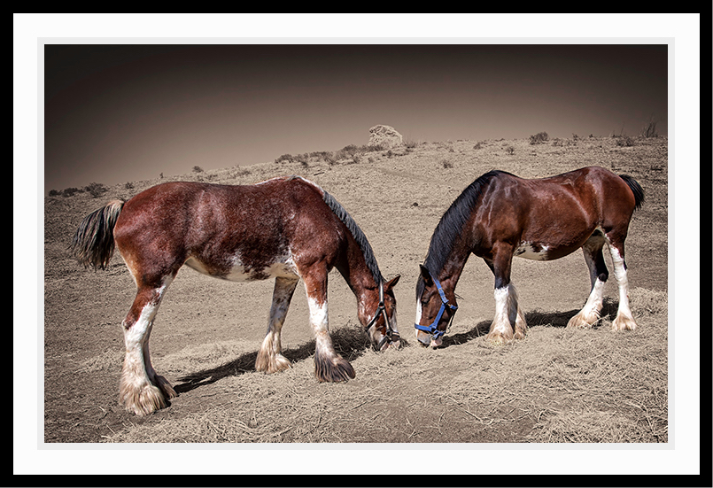Sepia toned photo of Clydesdales eating.